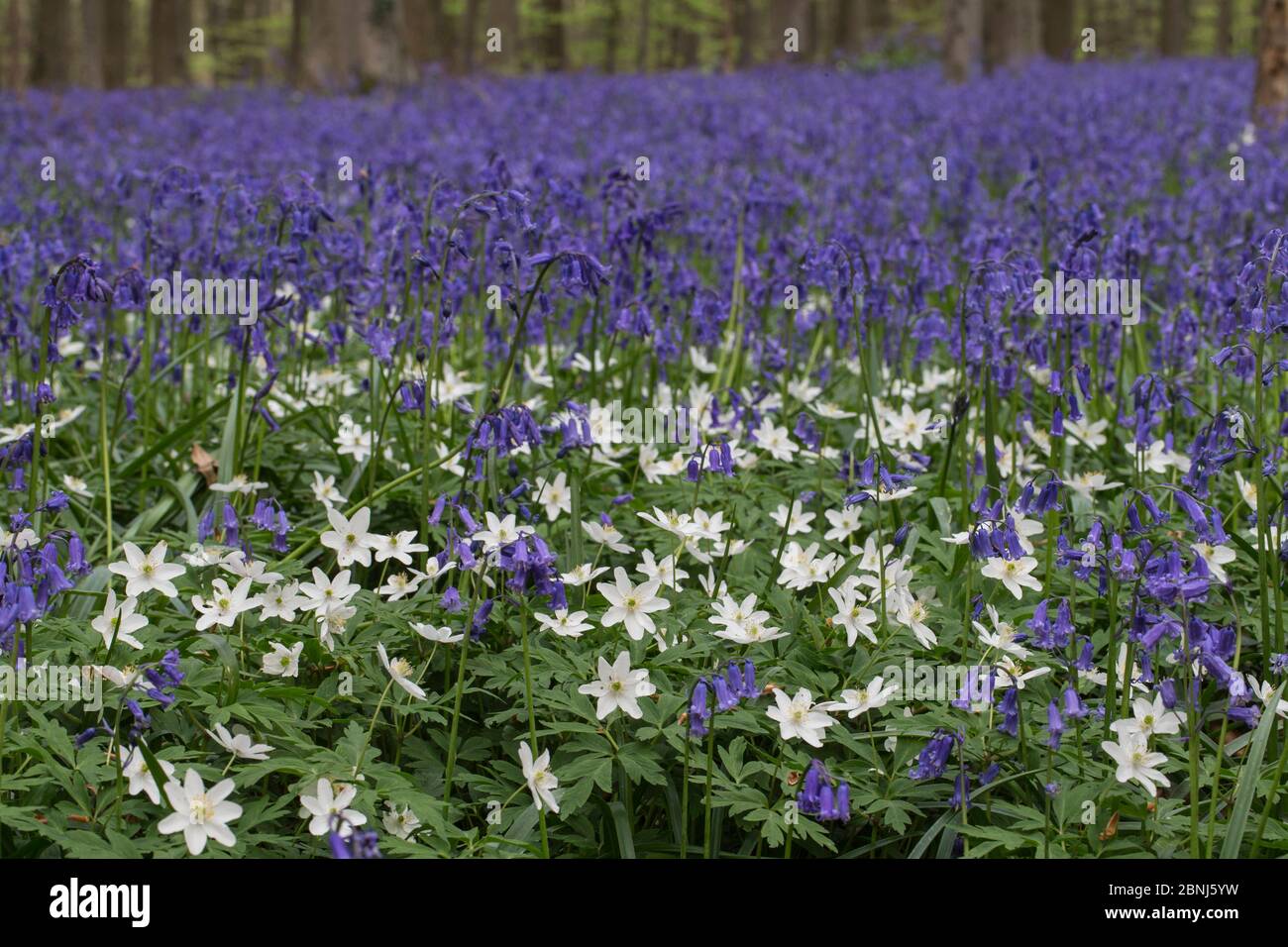 Bluebells (Hyacinthoides non-sripta) with Wood anemone (Anemone nemorosa) flowering in beech forest, Hallerbos,  Vlaams-Brabant, Belgium, April. Stock Photo