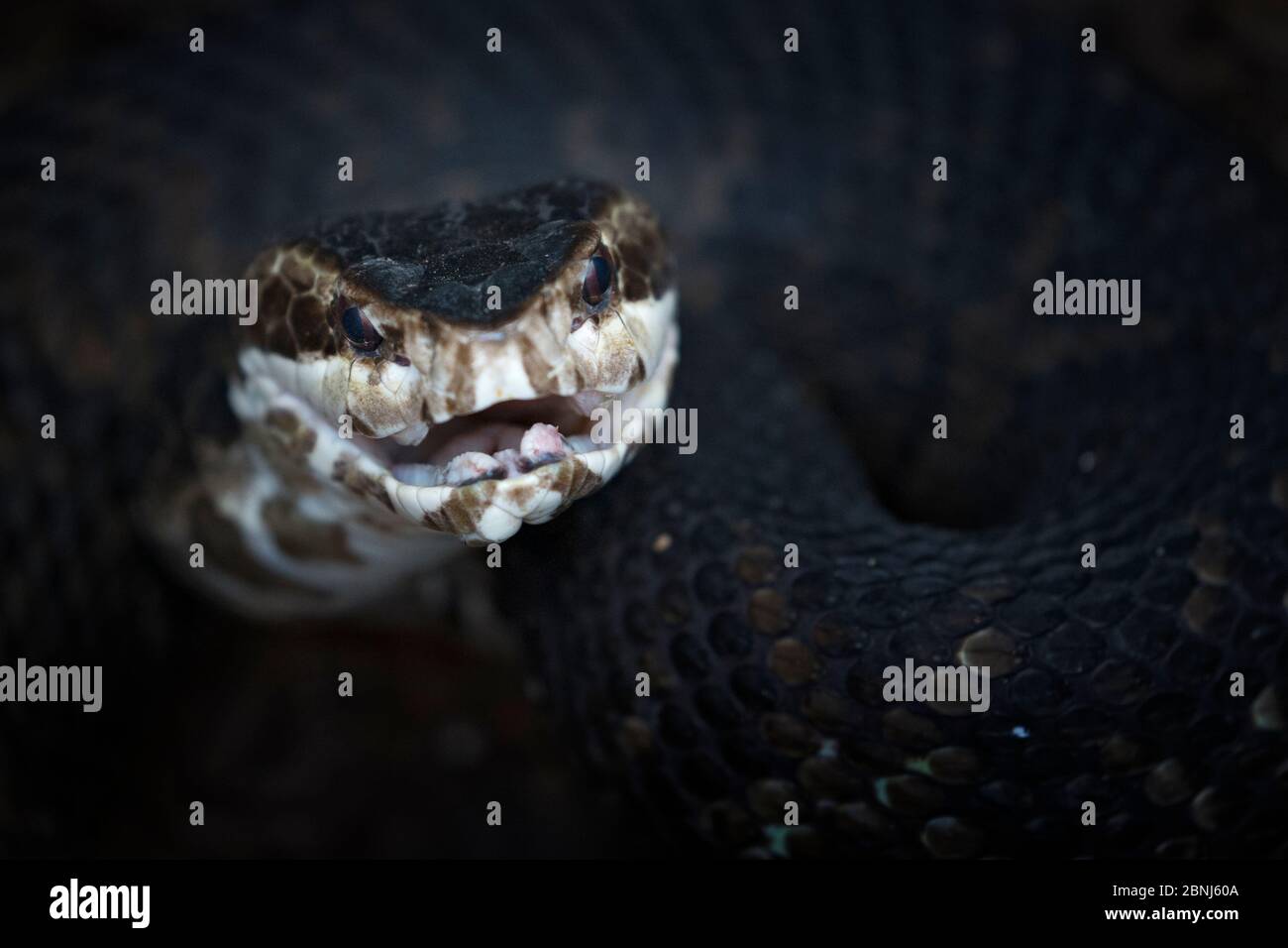 Cottonmouth or Water Moccasin (Agkistrodon piscivorus), in defensive posture, venomous