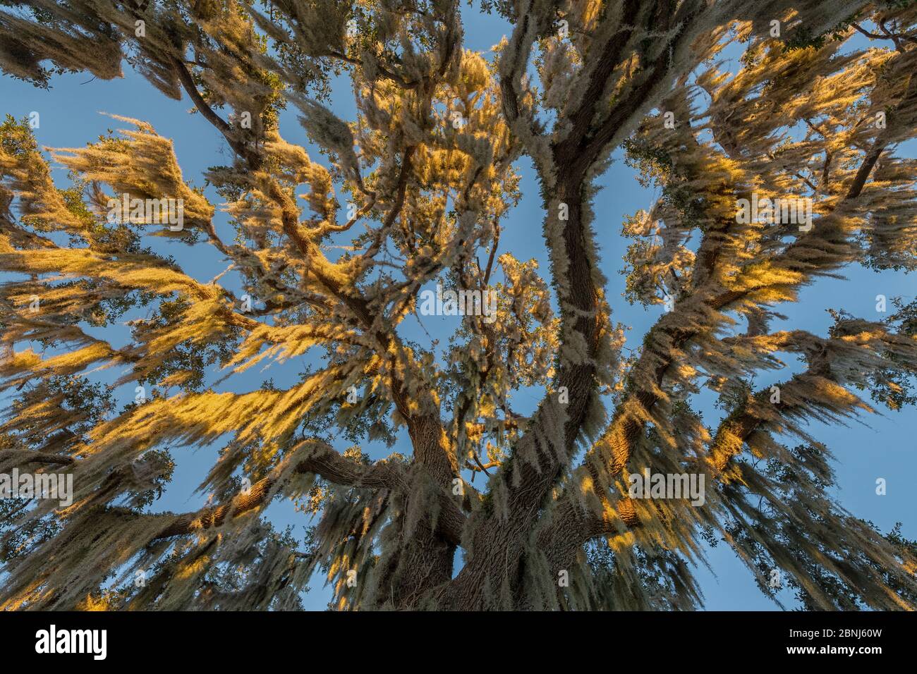 Spanish moss (Tillandsia usneoides) hanging from Oak tree, Crystal River, Florida, USA, January. Stock Photo
