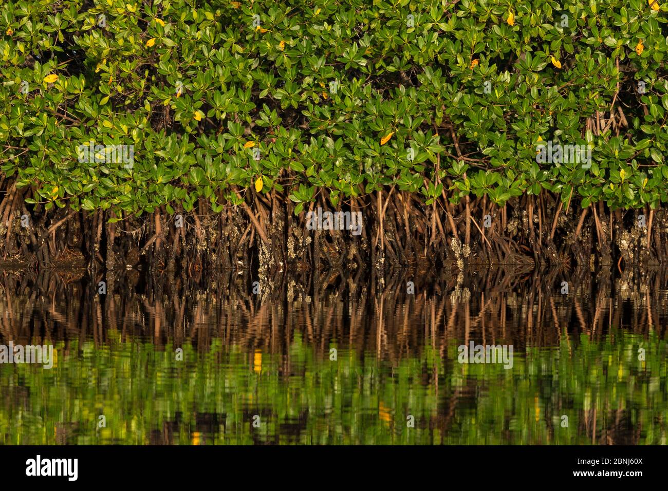 Red mangrove (Rhizophora mangle), Everglades National Park, Florida, USA, January. Stock Photo
