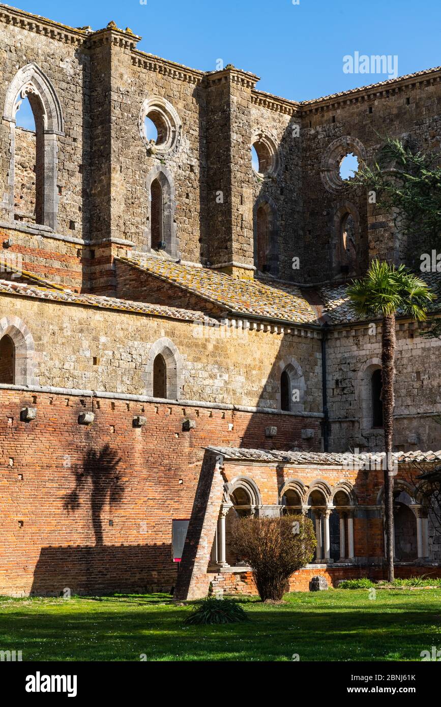 Facade, with palm tree, of roofless 13th century Gothic Cistercian Abbey of San Galzano, Chiusdino, Tuscany, Italy, Europe Stock Photo