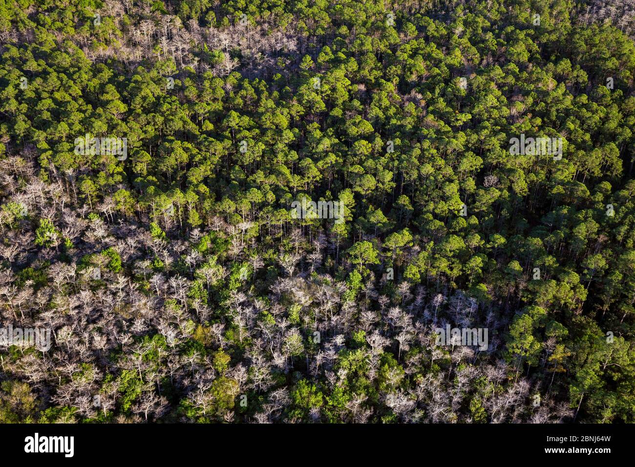 Bald Cypress (Taxodium distichum) and Slash Pine (Pinus elliottii) tree in forest, aerial view, Everglades, Florida, USA, January 2015. Stock Photo