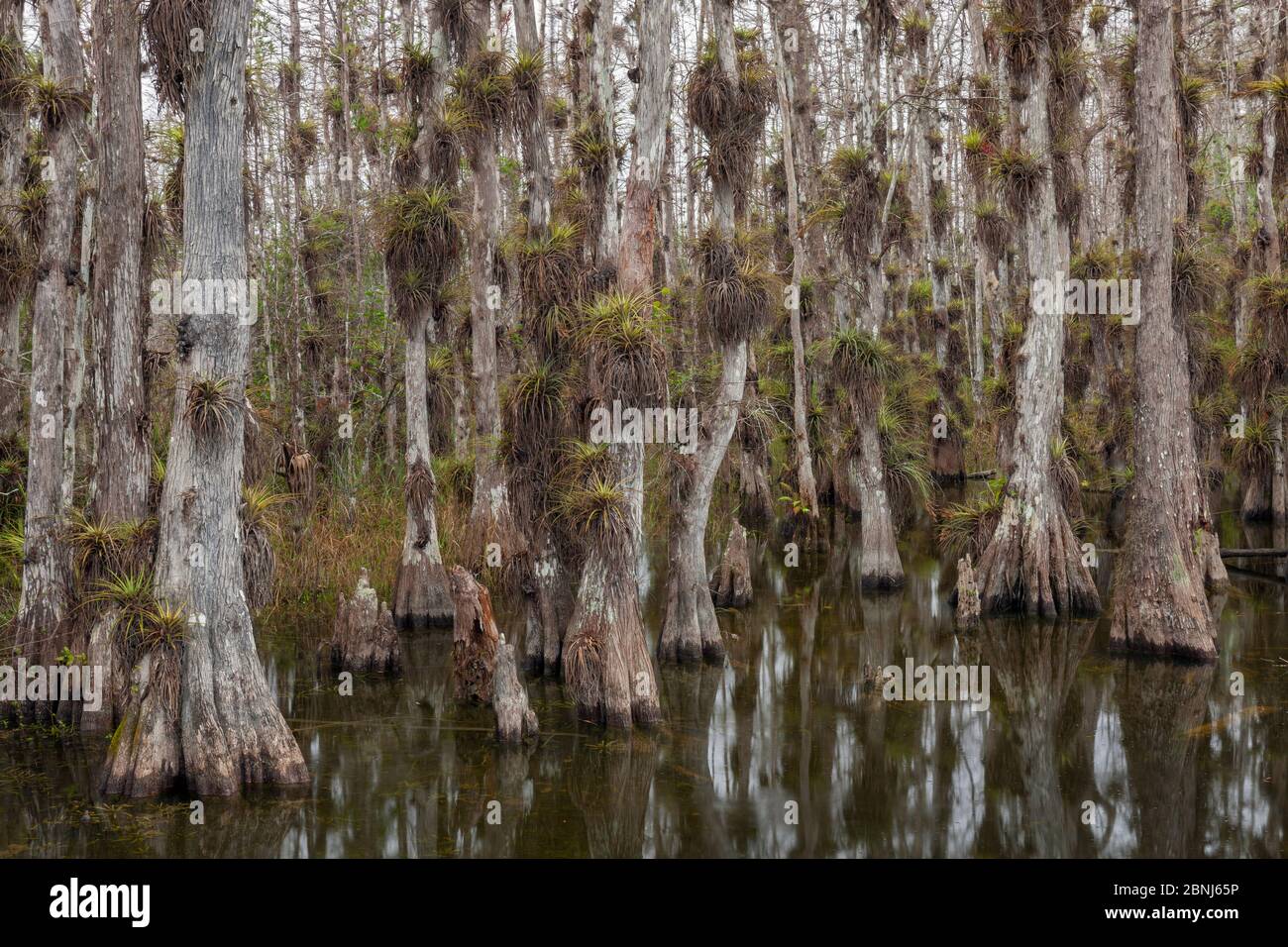 Bald cypress (Taxodium distichum) trees in swamp with lots of epiphytes growing on bark, Everglades National Park, Florida, USA, January 2015. Stock Photo