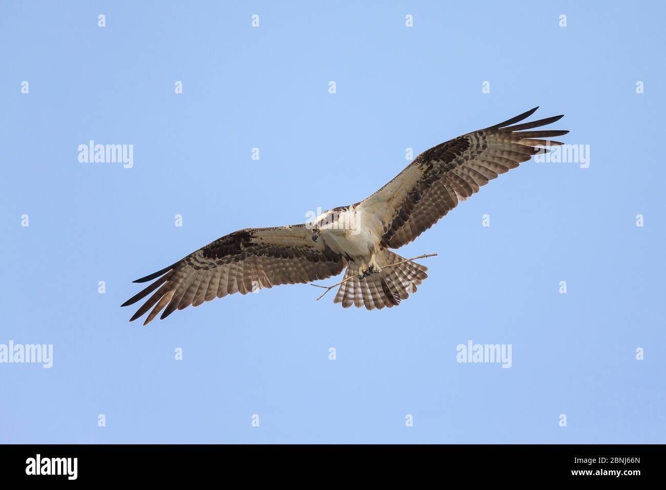 Osprey (Pandion haliaetus) carrying stick to build nest, Sanibel Island, Florida, USA, January. Stock Photo