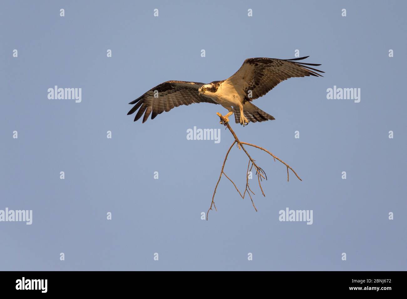 Osprey (Pandion haliaetus) carrying branch to build nest, Sanibel Island, Florida, USA, January. Stock Photo