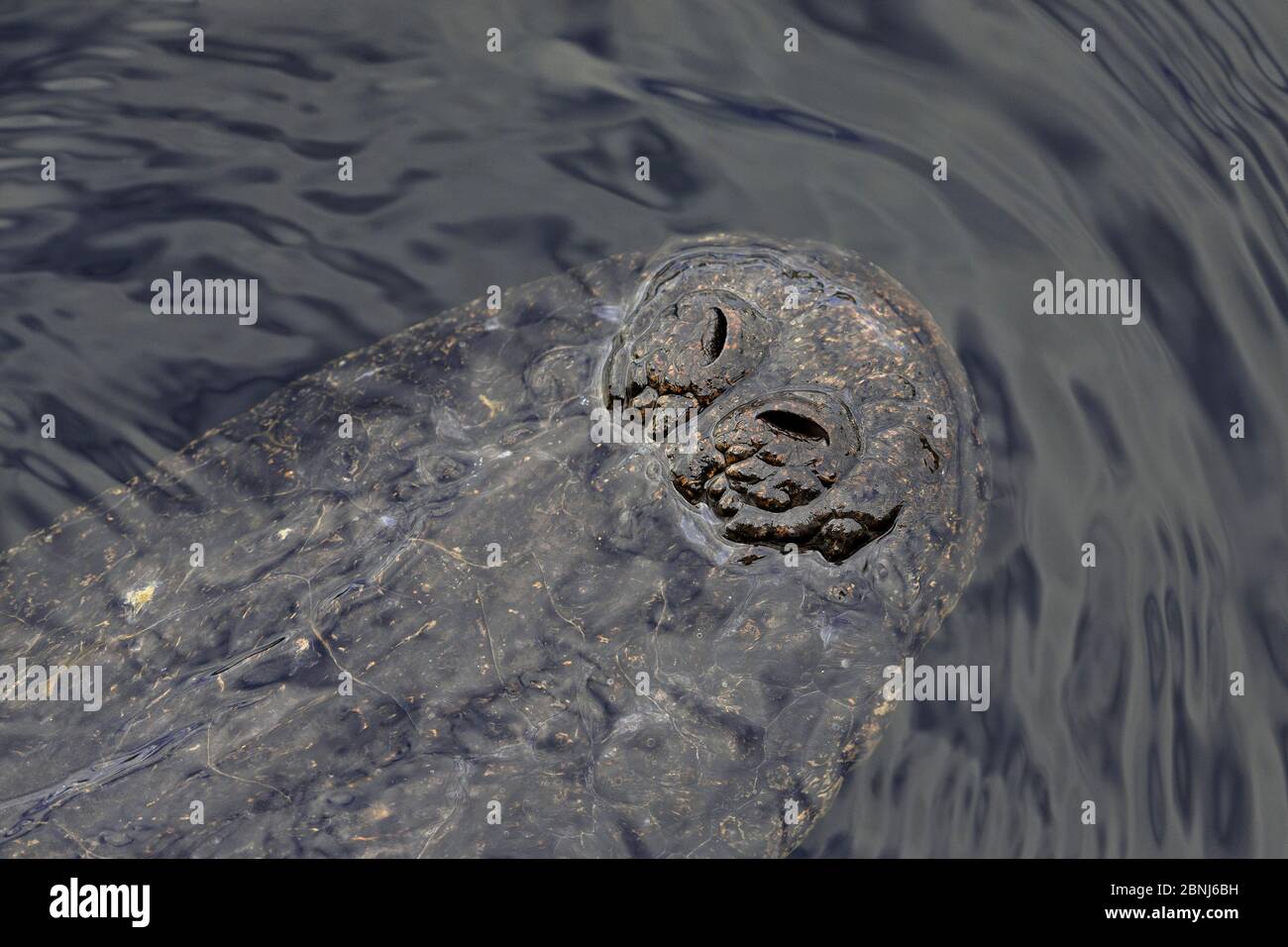 American alligator (Alligator mississippiensis) detail of snout, Everglades, USA, January. Stock Photo