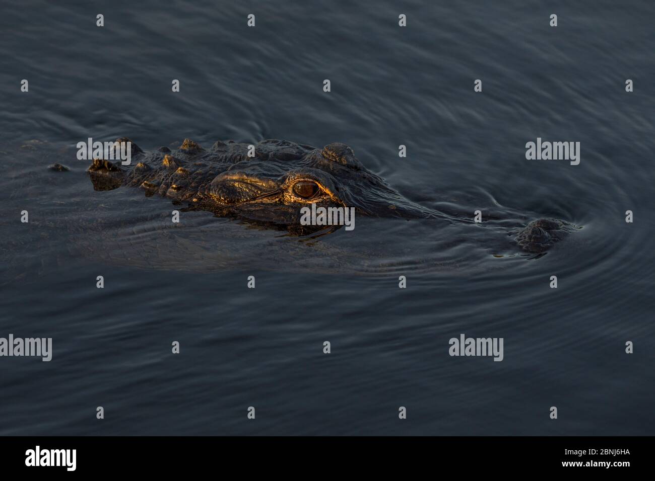 American alligator (Alligator mississippiensis) in water, high angle view. Everglades, USA, January. Stock Photo