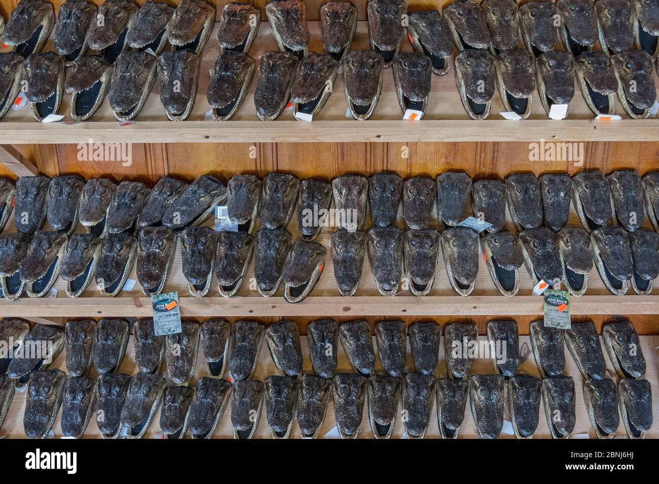 American alligator (Alligator mississippiensis) heads from young