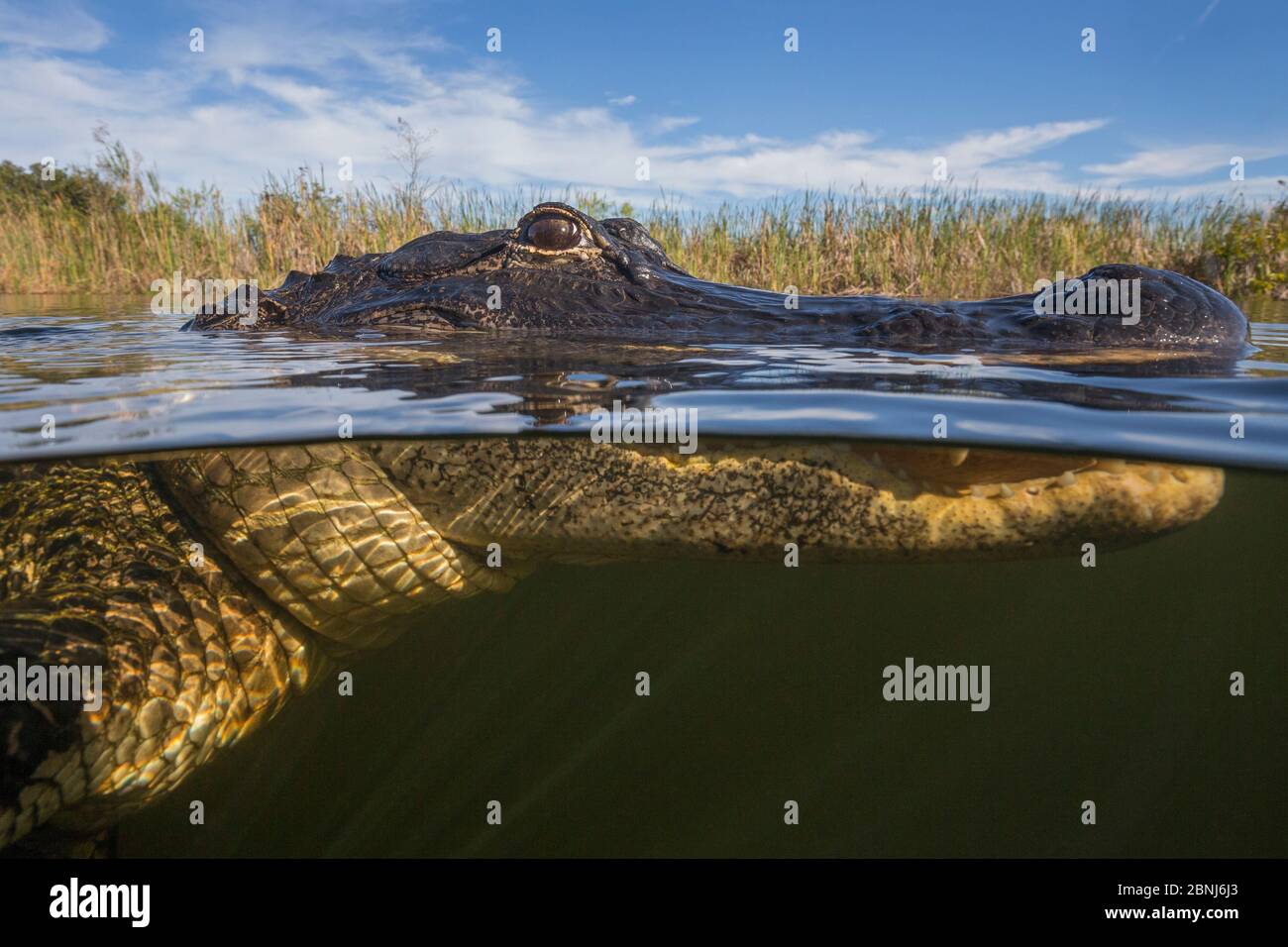 American alligator (Alligator mississippiensis) split level, Everglades, USA, January. Stock Photo