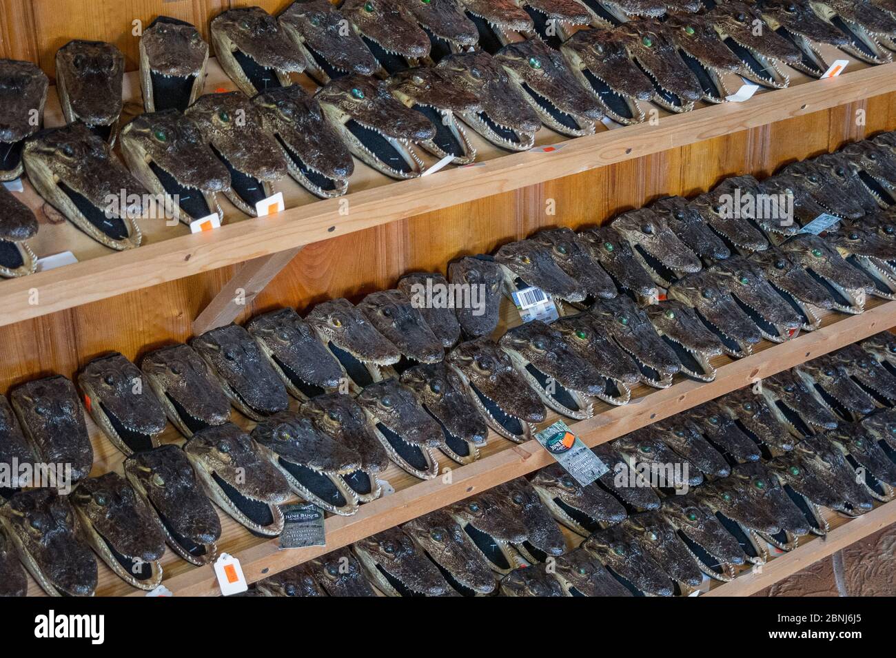 American alligator (Alligator mississippiensis) heads from young
