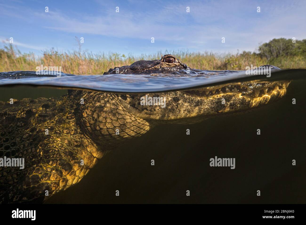 American alligator (Alligator mississippiensis) split level, Everglades, USA, January. Stock Photo