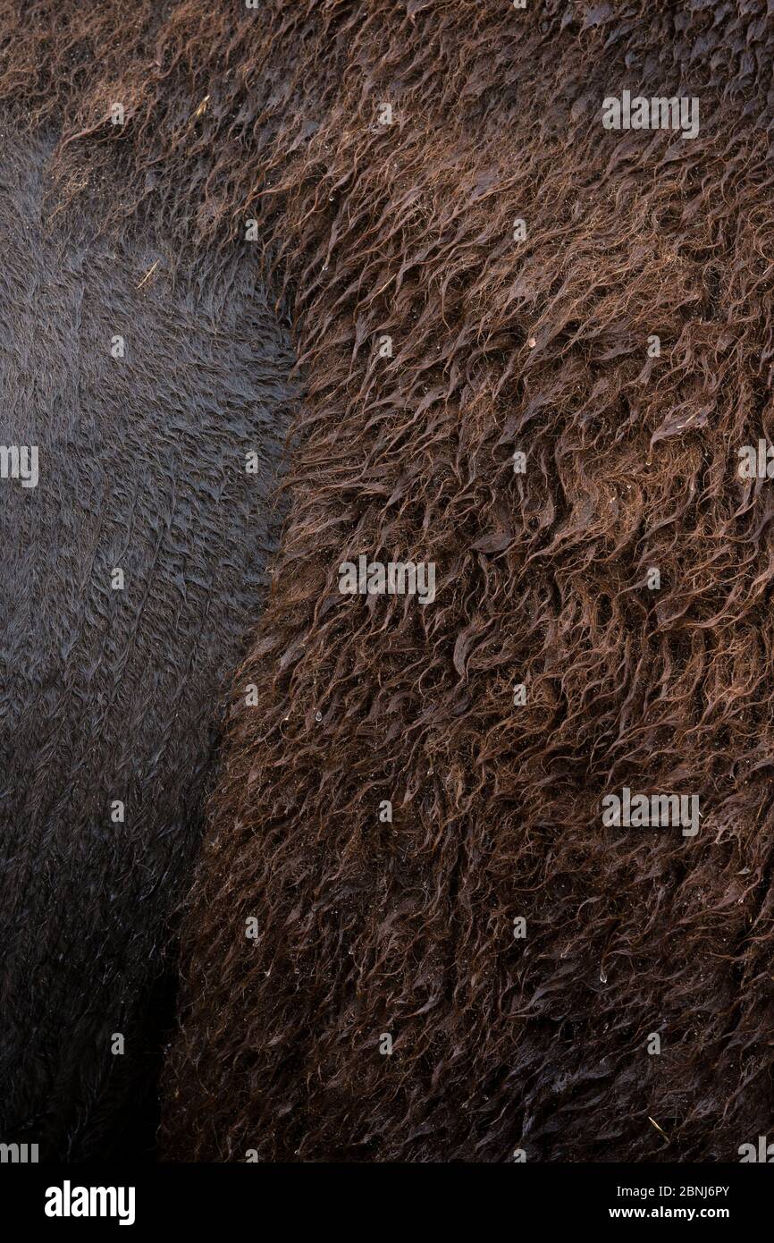 Bison (Bison Bison) close up of fur, Custer State Park, South Dakota, USA September. Stock Photo