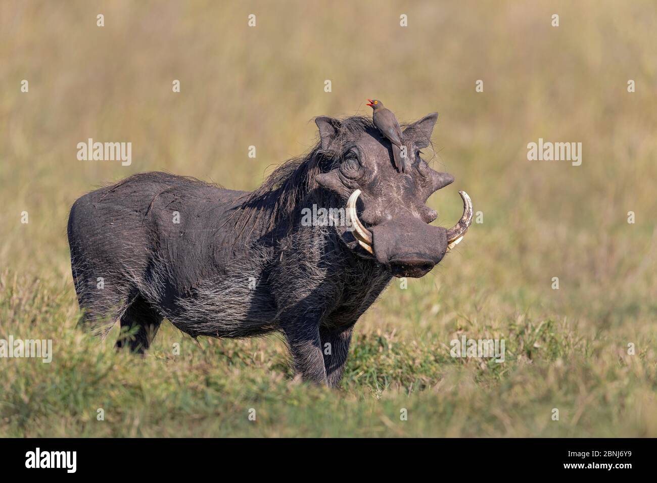 Cape Warthog (Phacochoerus aethiopicus) adult male / with Yellow-billed Oxpecker (Buphagus africanus) adult sitting on head and calling, Masai Mara Na Stock Photo