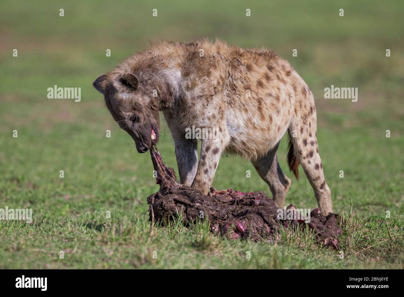 Spotted hyena (Crocuta crocuta) eating meat, Masai Mara National Reserve, Kenya Stock Photo