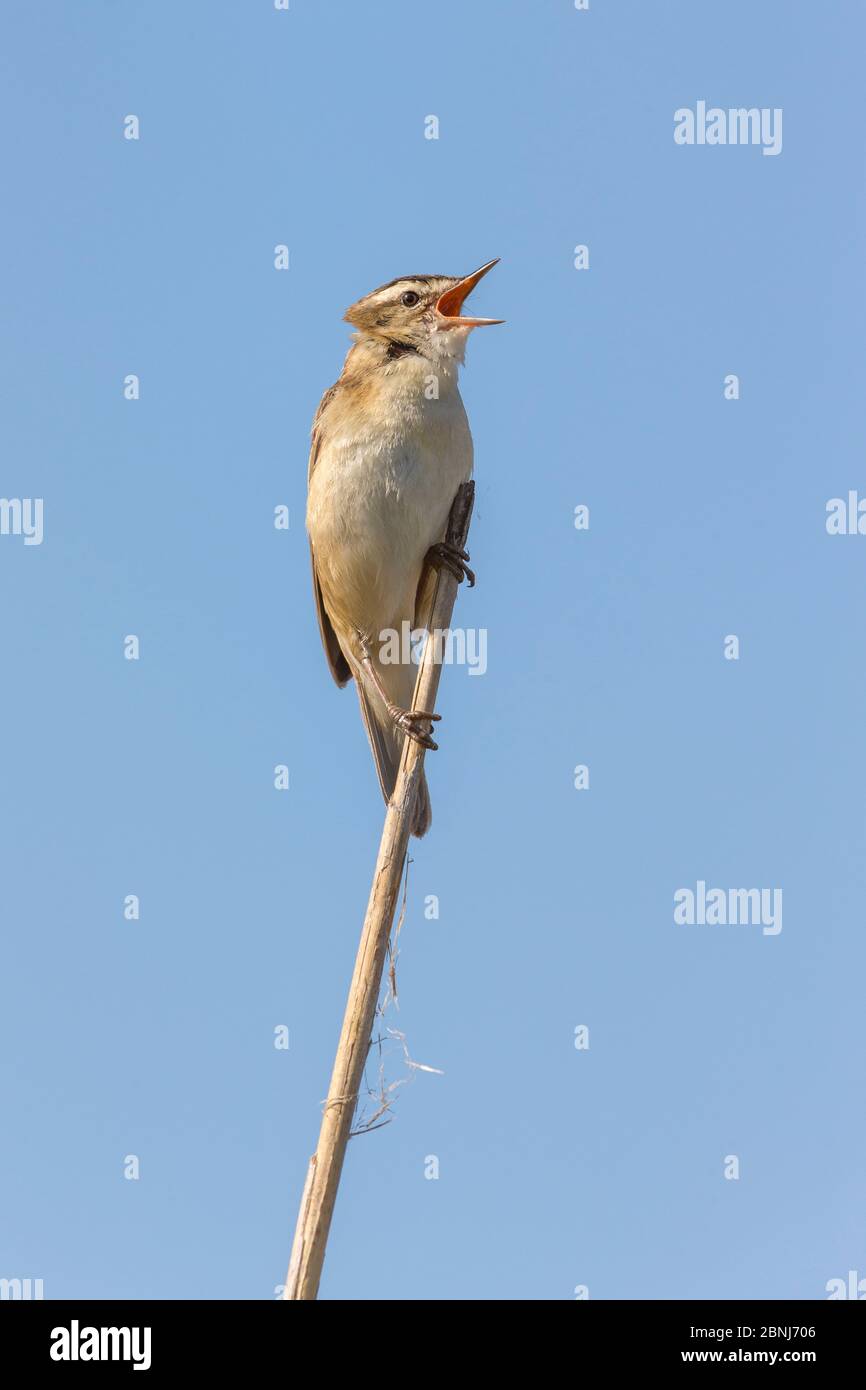 Sedge warbler (Acrocephalus schoenobaenus) male singing, sitting on reed stem, Lake Neusiedl, Austria , April. Stock Photo