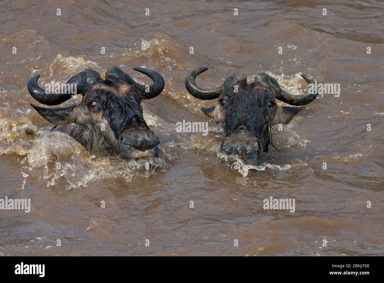 Blue wildebeest (Connochaetes taurinus) crossing Mara River during migration, Masai Mara National Reserve, Kenya Stock Photo