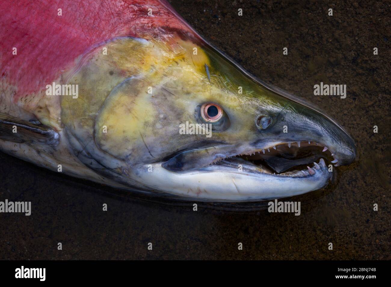 Sockeye salmon (Oncorhynchus nerka) dead male after spawning migration. Adams River, Roderick Haig-Brown Provincial Park, British Columbia, Canada Oct Stock Photo