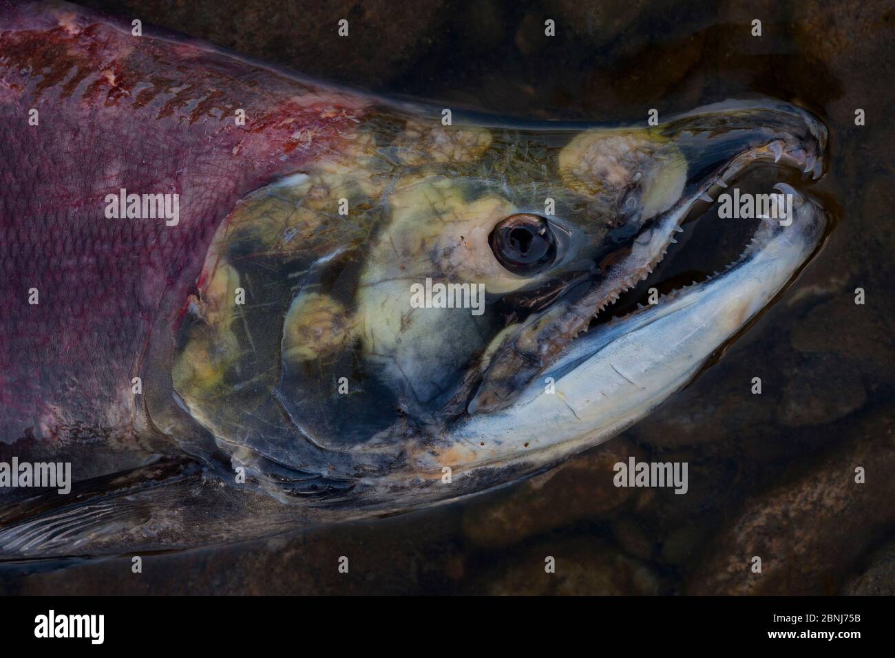 Male sockeye salmon hi-res stock photography and images - Alamy