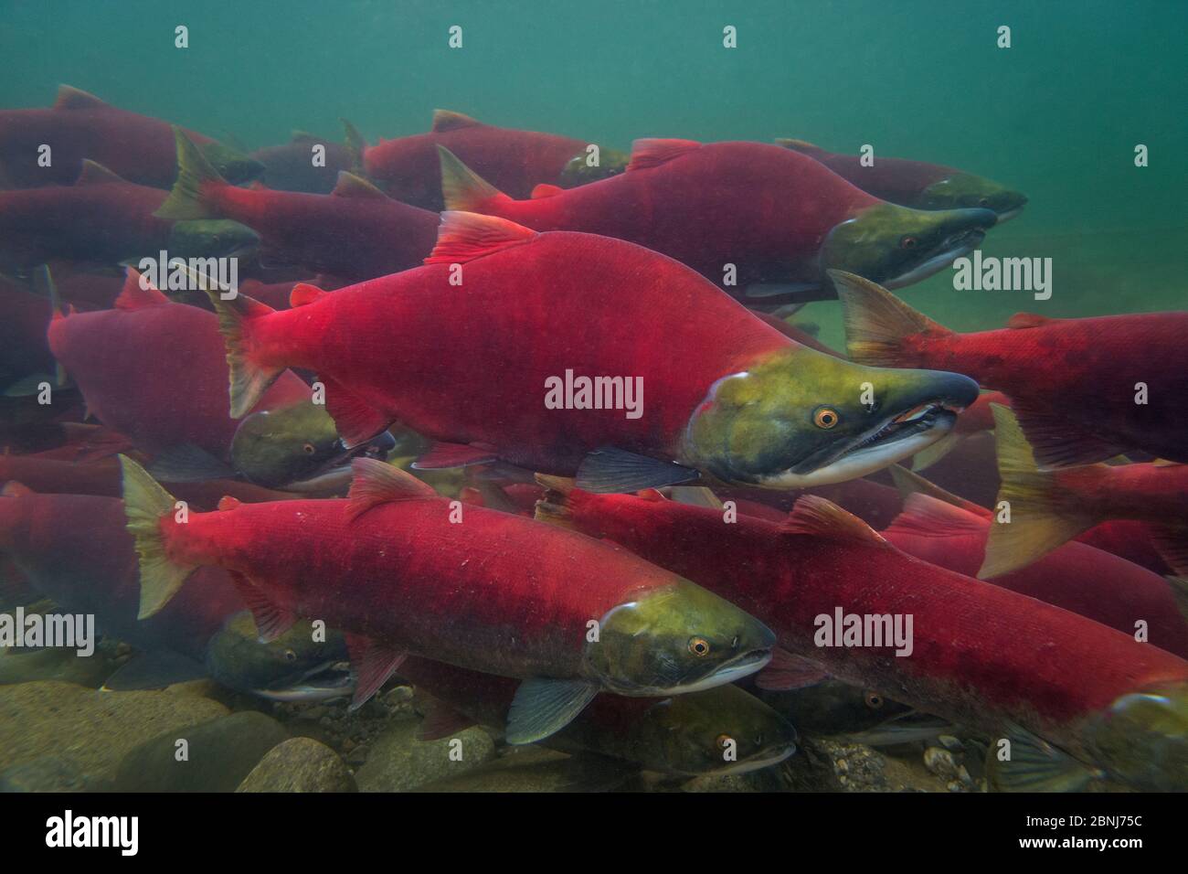 Sockeye salmon (Oncorhynchus nerka) group swimming upstream during