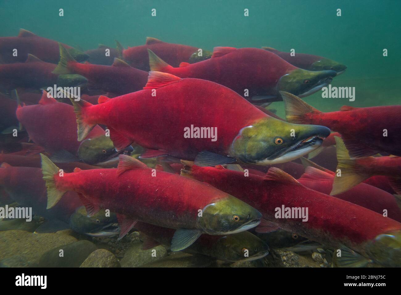 Sockeye salmon (Oncorhynchus nerka) group swimming upstream during spawning run, Adams River, Roderick Haig-Brown Provincial Park, British Columbia, C Stock Photo