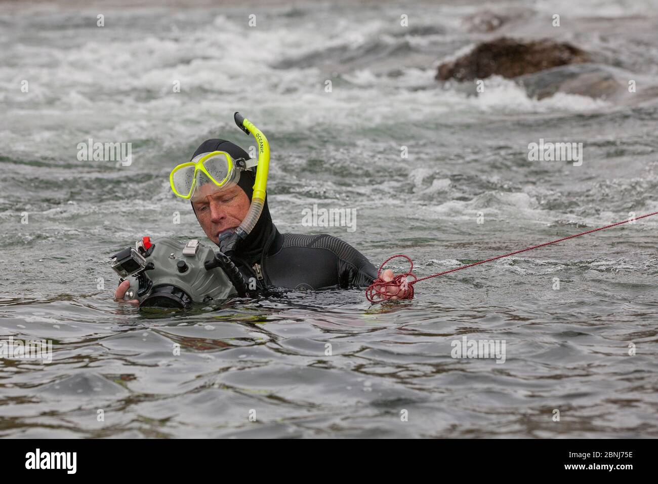 Wildlife Photographer Ingo Arndt taking underwater pictures of sockeye salmon (Oncorhynchus nerka). Adams River, Roderick Haig-Brown Provincial Park, Stock Photo