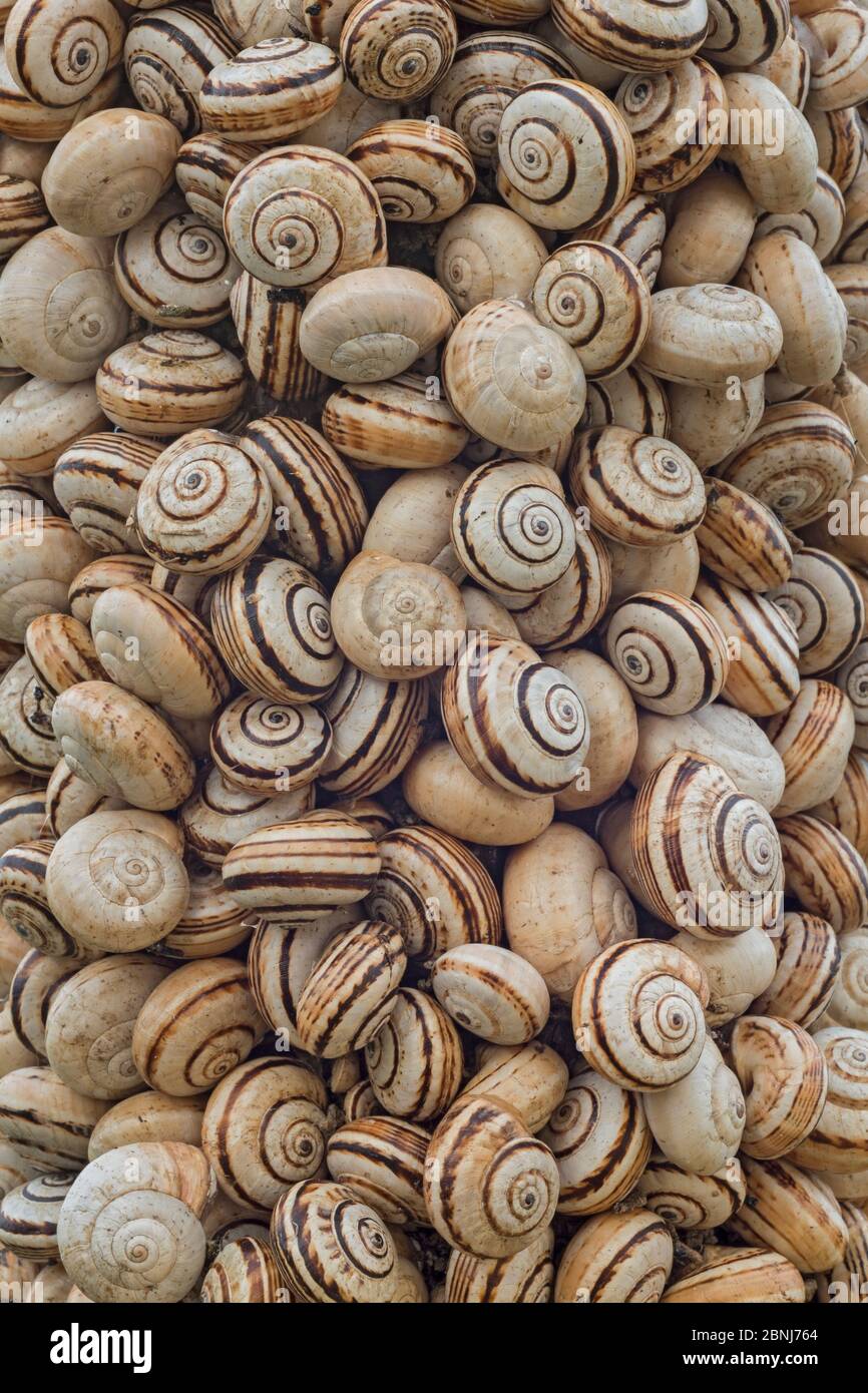 Land snail / Sandhill snail (Theba pisana) mass clustered on vegetation during dry season to avoid warm temperatures at ground level, Camargue, France Stock Photo