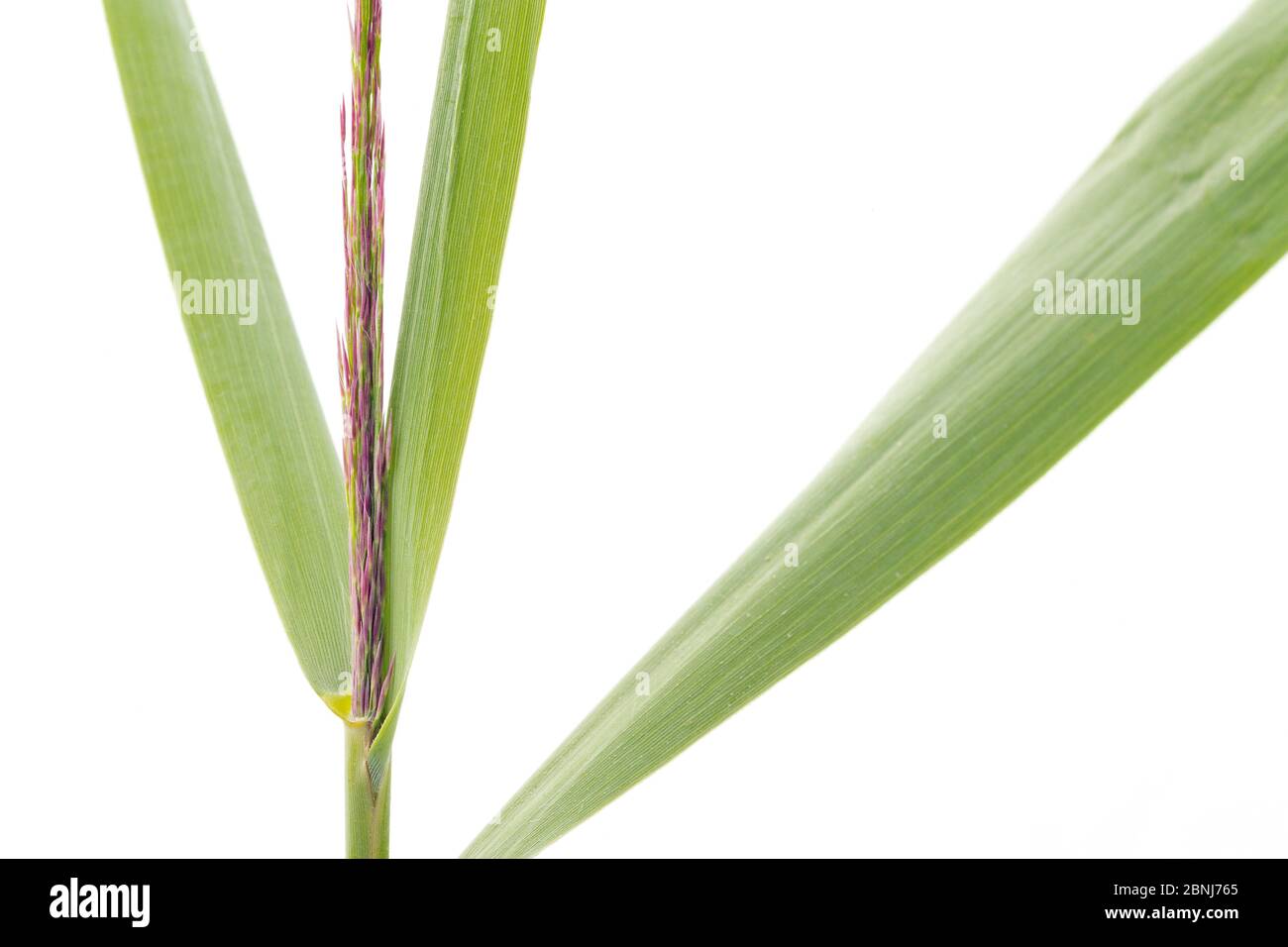 Reed (Phragmites australis) leaves, artistic shot on white background, Camargue, France Stock Photo