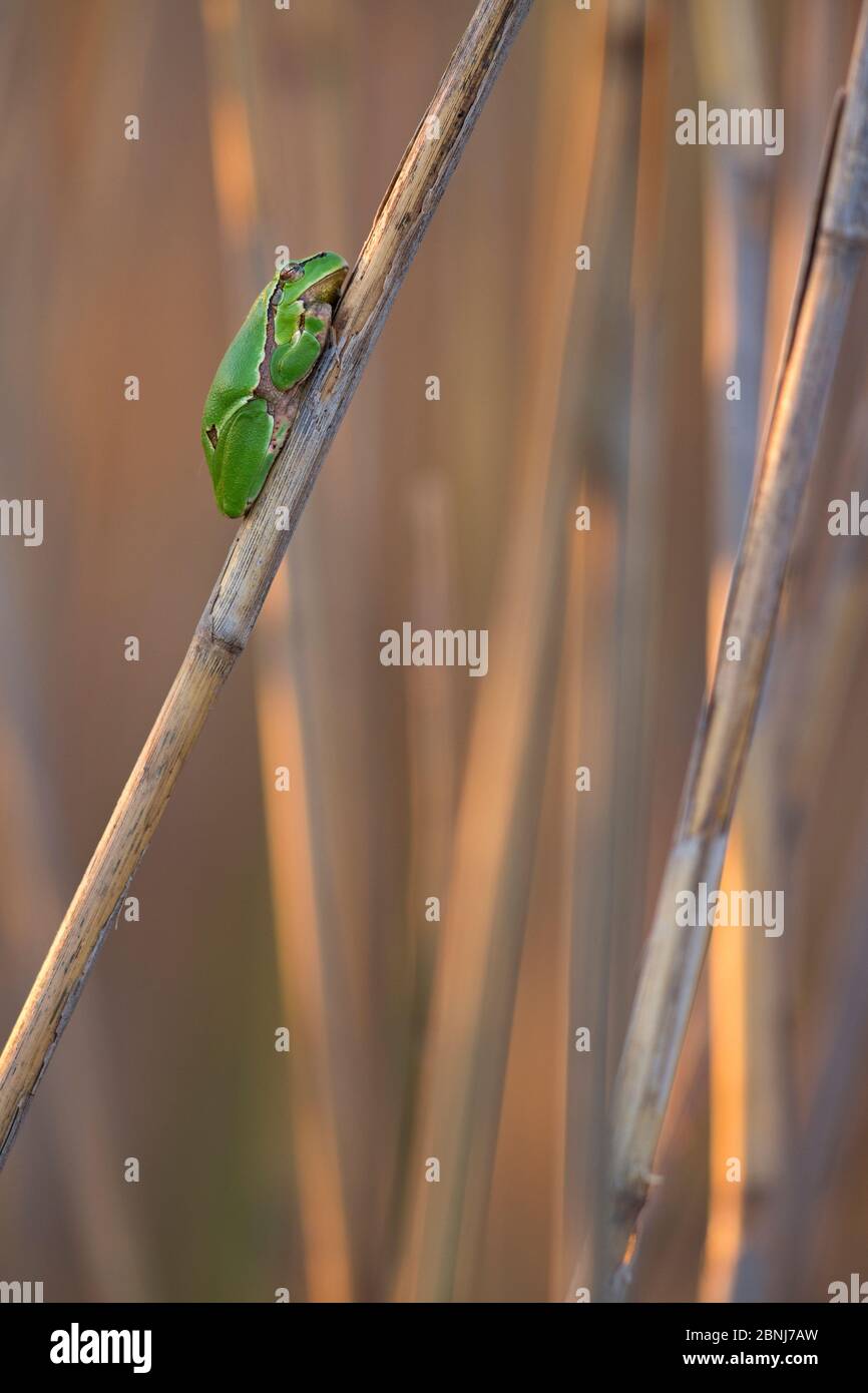 European tree frog (Hyla arborea) sitting on reed, Lake Neusiedl, Austria , April. Stock Photo