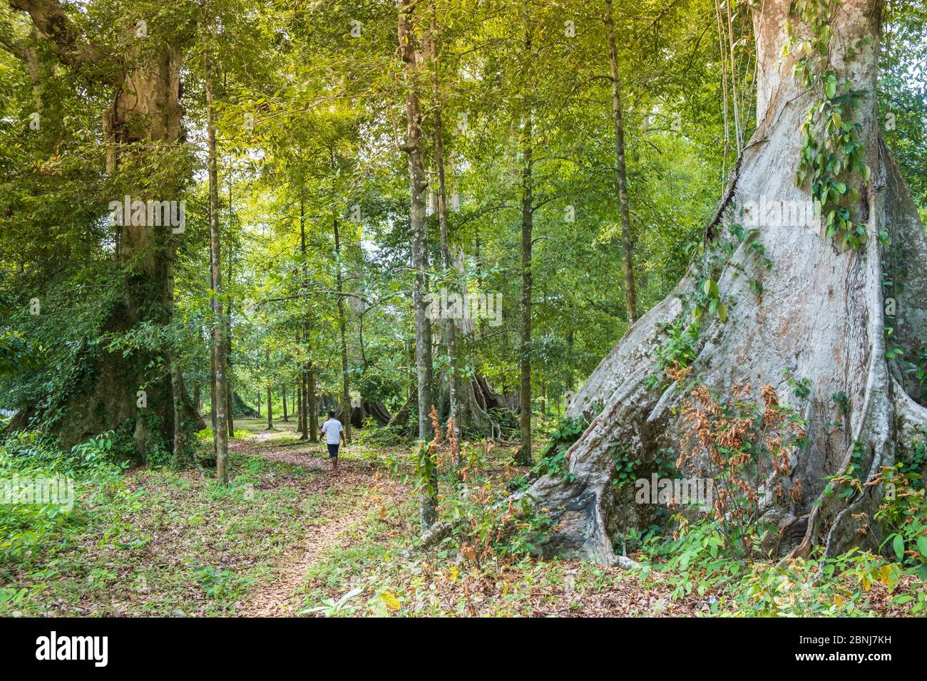 Nutmeg tree hires stock photography and images Alamy