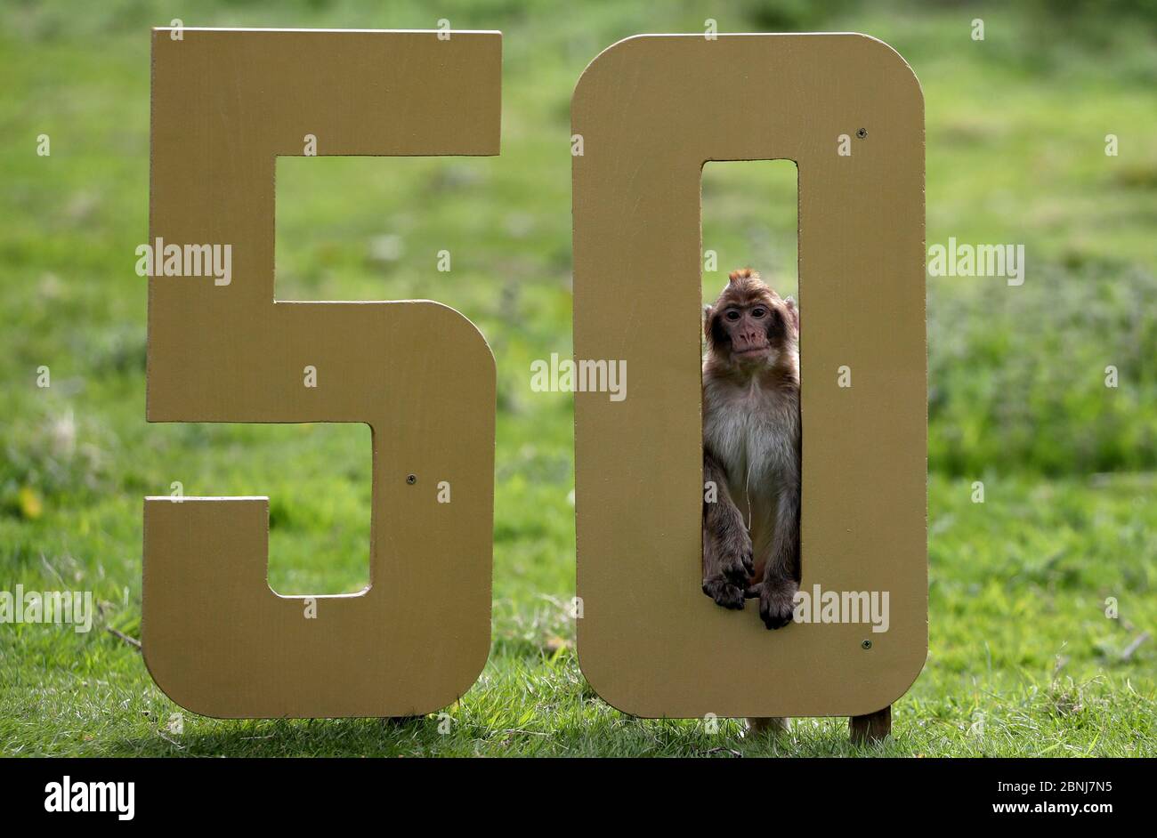 Barbary Macaques clamber over the nos 50 in their enclosure at Blair Drummond Safari Park after keepers made them a birthday cake as the park celebrated its 50th anniversary. Stock Photo