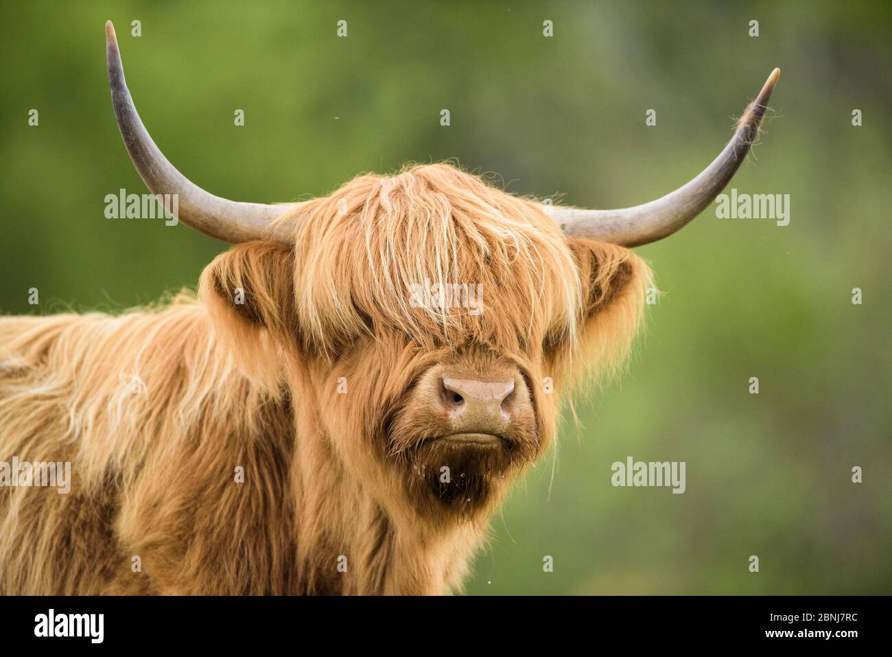 Highland cow portrait, Mull, Scotland, May. Stock Photo