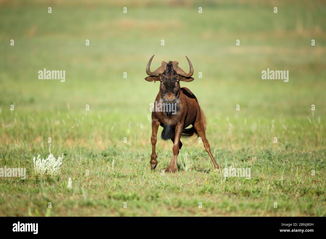 Black wildebeest (Connochaetes gnou) Rietvlei Nature Reserve, Gauteng Province, South Africa, November. Stock Photo