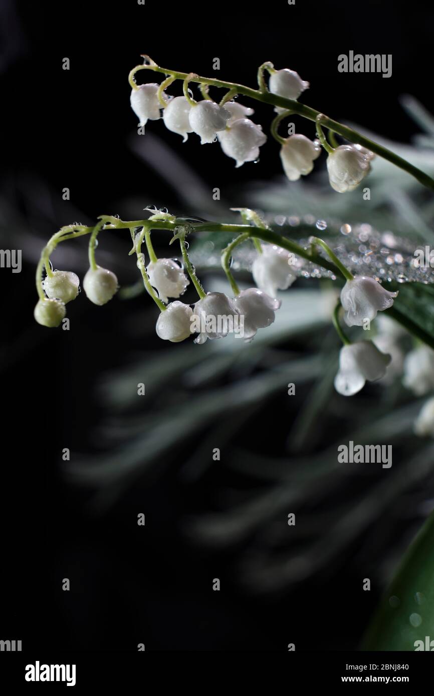 Lily of the valley bunch hi-res stock photography and images - Alamy