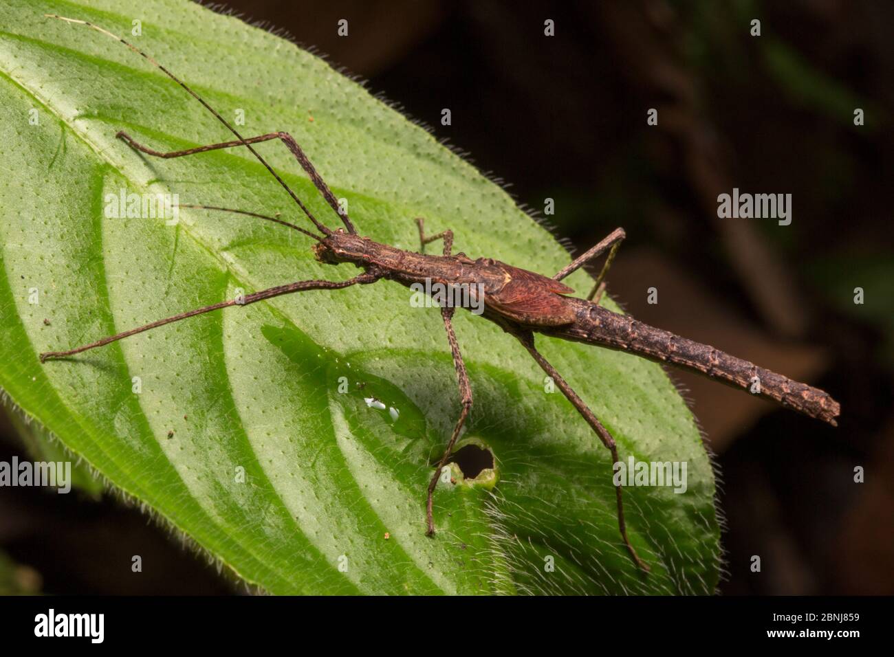 Stick insect (Phasmatodea) on rainforest vegetation at night, Osa
