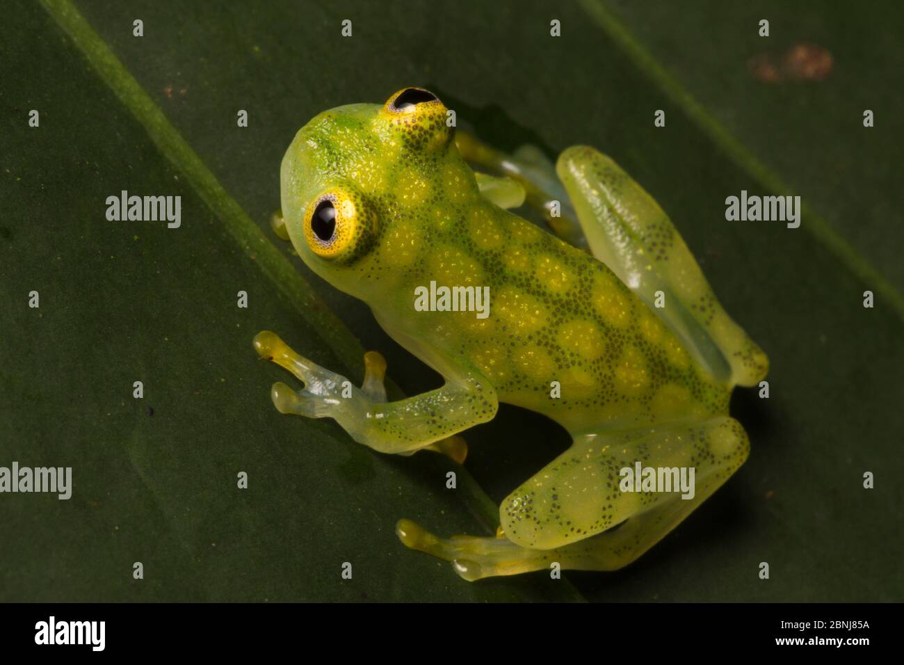 Reticulated glass frog (Hyalinobatrachium valerioi) Osa Peninsula