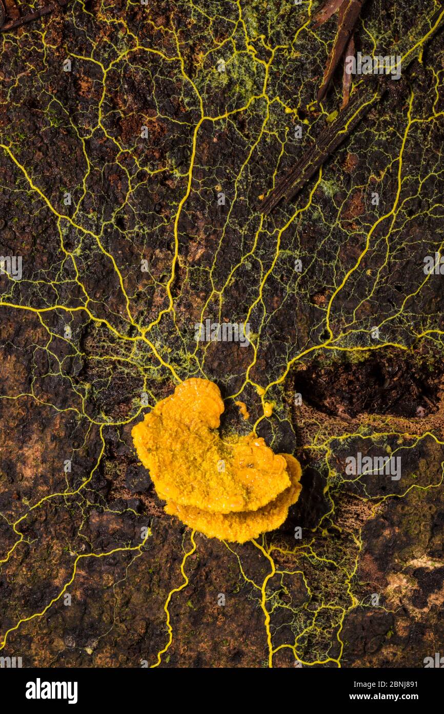Slime mould (Physarum sp) plasmodium growing across rotting wood, Osa Peninsula, Costa Rica Stock Photo