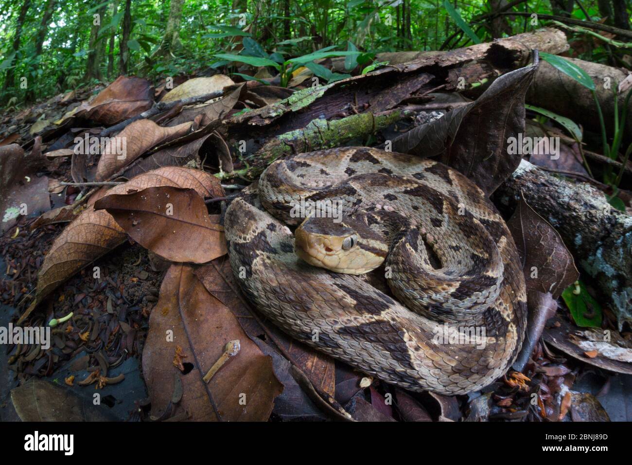 Fer-de-lance (Bothrops asper) camouflaged on the rainforest floor, Corcovado National Park, Osa Peninsula, Costa Rica Stock Photo