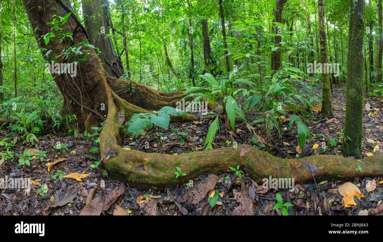 Wild cashew tree (Anacardium excelsum) with large root snaking above ...
