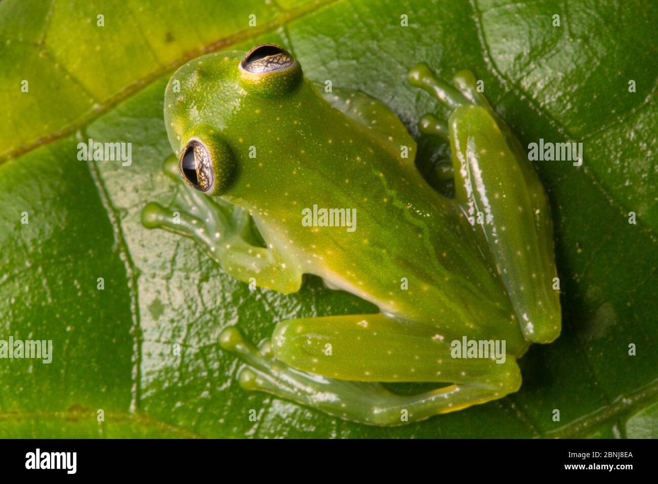 Chiriqui glass frog (Teratohyla pulverata) Drake Bay, Osa Peninsula, Costa Rica Stock Photo
