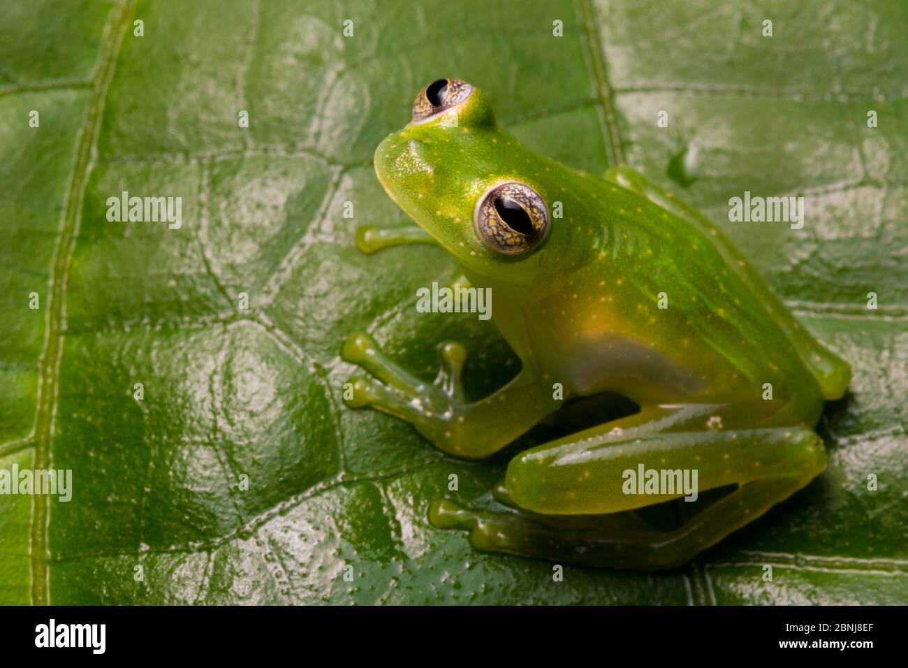 Chiriqui glass frog (Teratohyla pulverata) Drake Bay, Osa Peninsula, Costa Rica Stock Photo