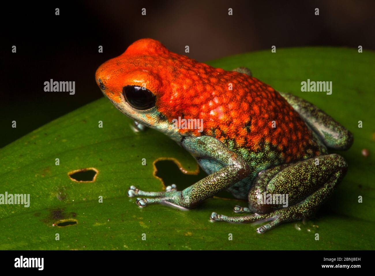 Granular poison frog (Oophaga granulifera) Drake Bay, Osa Peninsula, Costa Rica Stock Photo