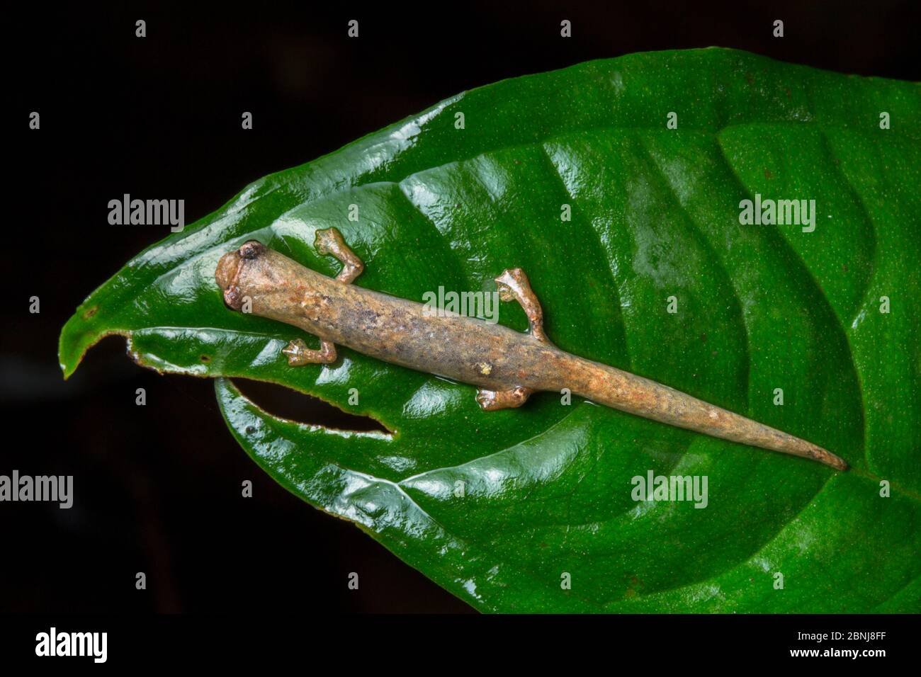 Ridge-headed salamander (Bolitoglossa colonnea) Central Caribbean foothills, Costa Rica.The fleshy ridge running between the eyes distinguishes this f Stock Photo