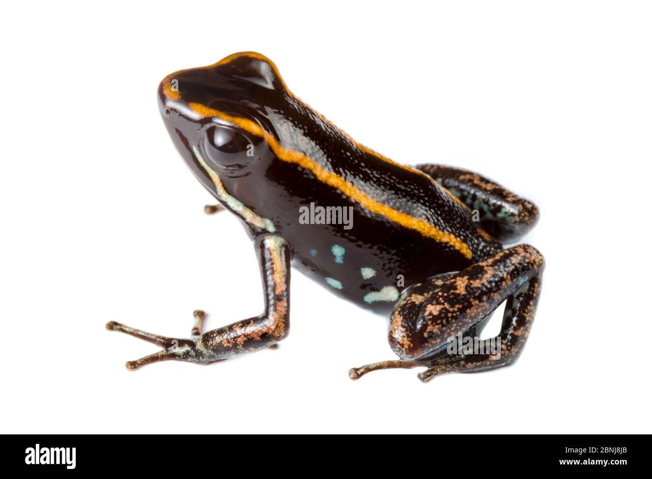 Lovely poison frog (Phyllobates lugubris) photographed in mobile field studio on a white background, Central Caribbean foothills, Costa Rica. Stock Photo