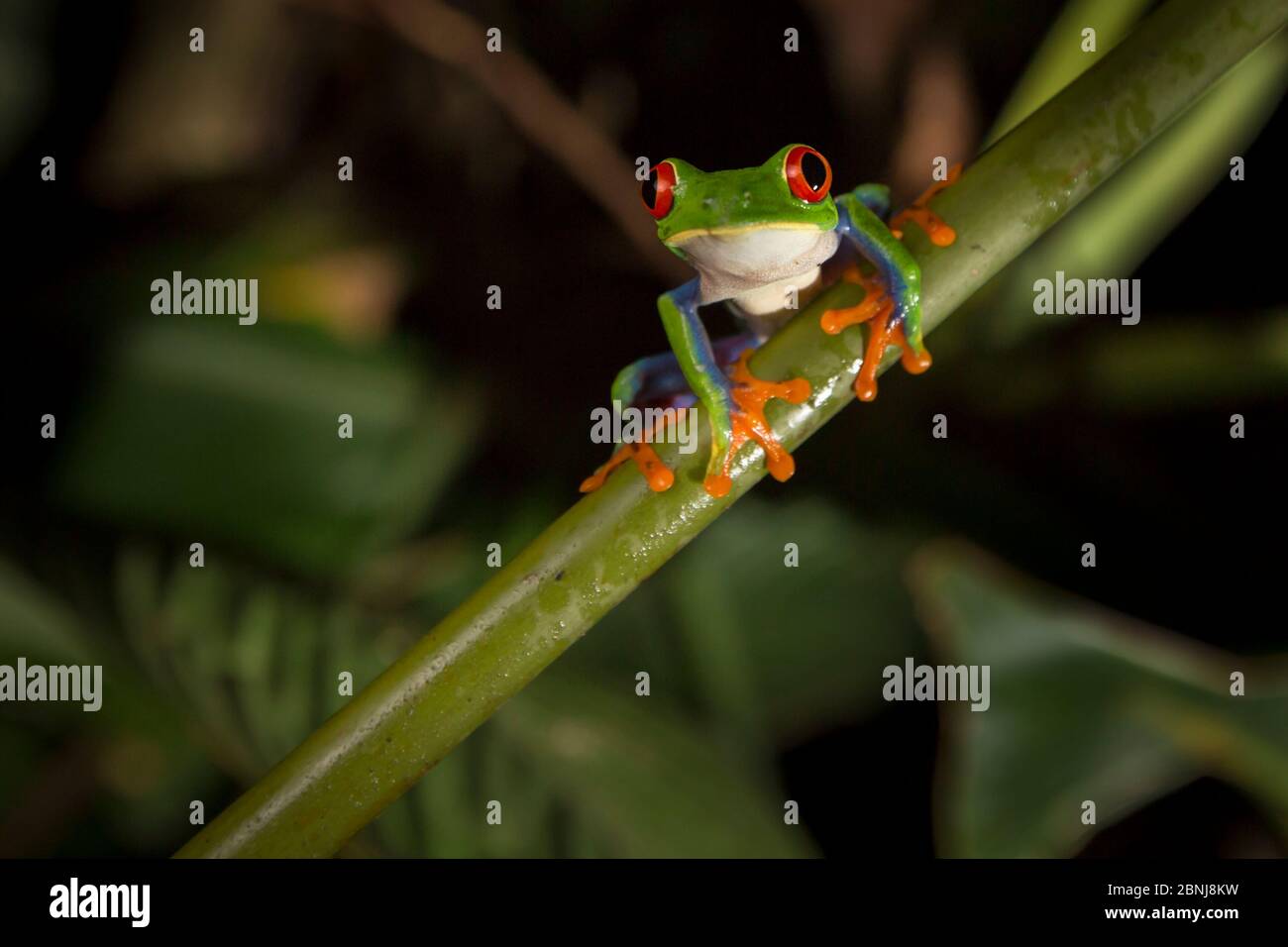 Red-eyed leaf frog (Agalychnis callidryas) male, Central Caribbean foothills, Costa Rica. Stock Photo