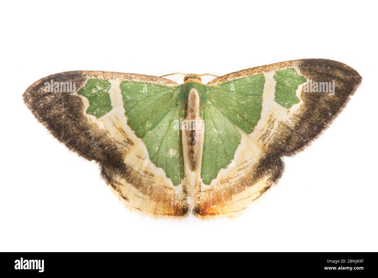 Moth (Archichlora sp) photographed on a white background in mobile field studio, Cordillera de Talamanca mountain range, Caribbean Slopes, Costa Rica Stock Photo