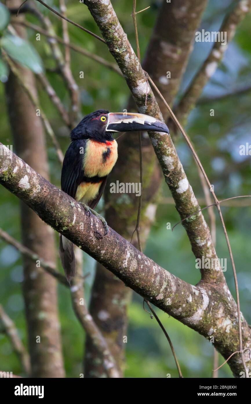 Collared aracari (Pteroglossus torquatus) Cordillera de Talamanca mountain range, Caribbean Slopes, Costa Rica. Stock Photo