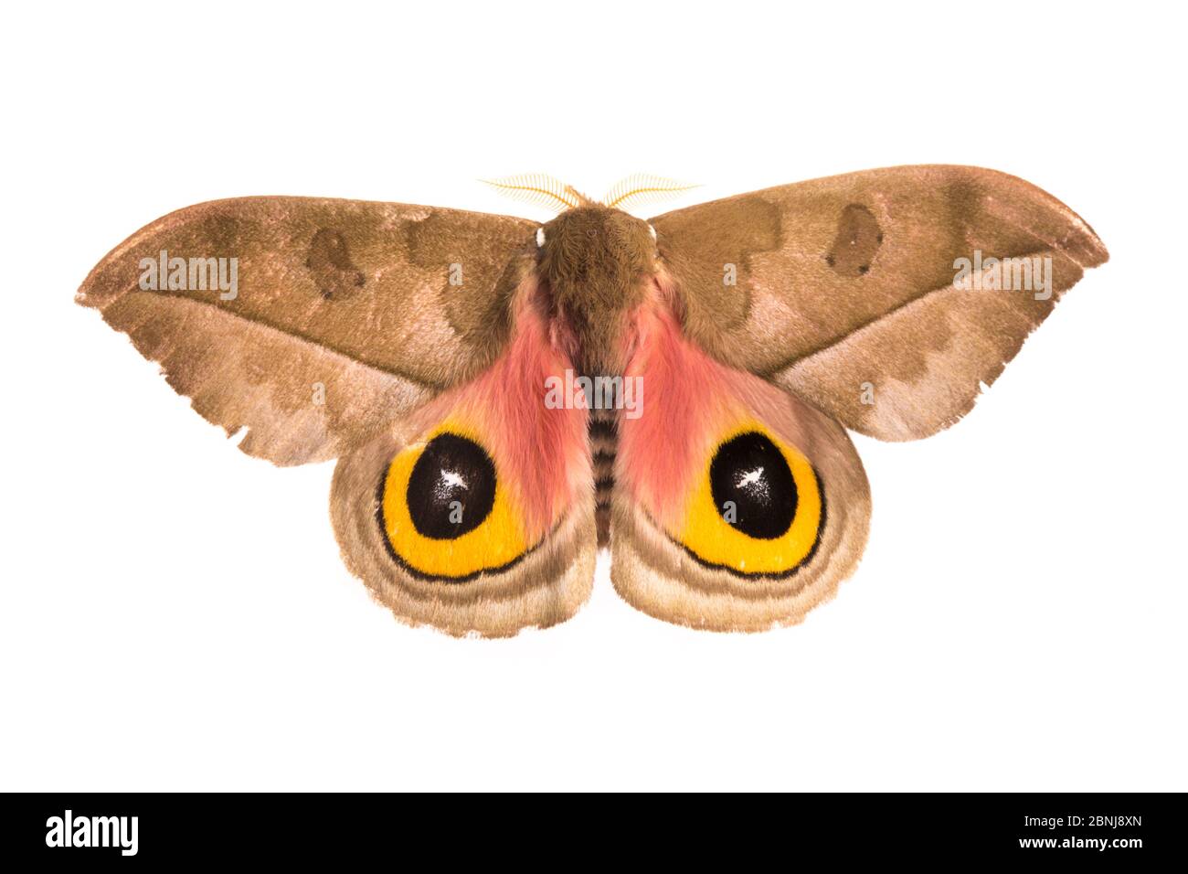 Silk moth (Automeris zugana) sequence 2 of 2, with wings open to reveal ...