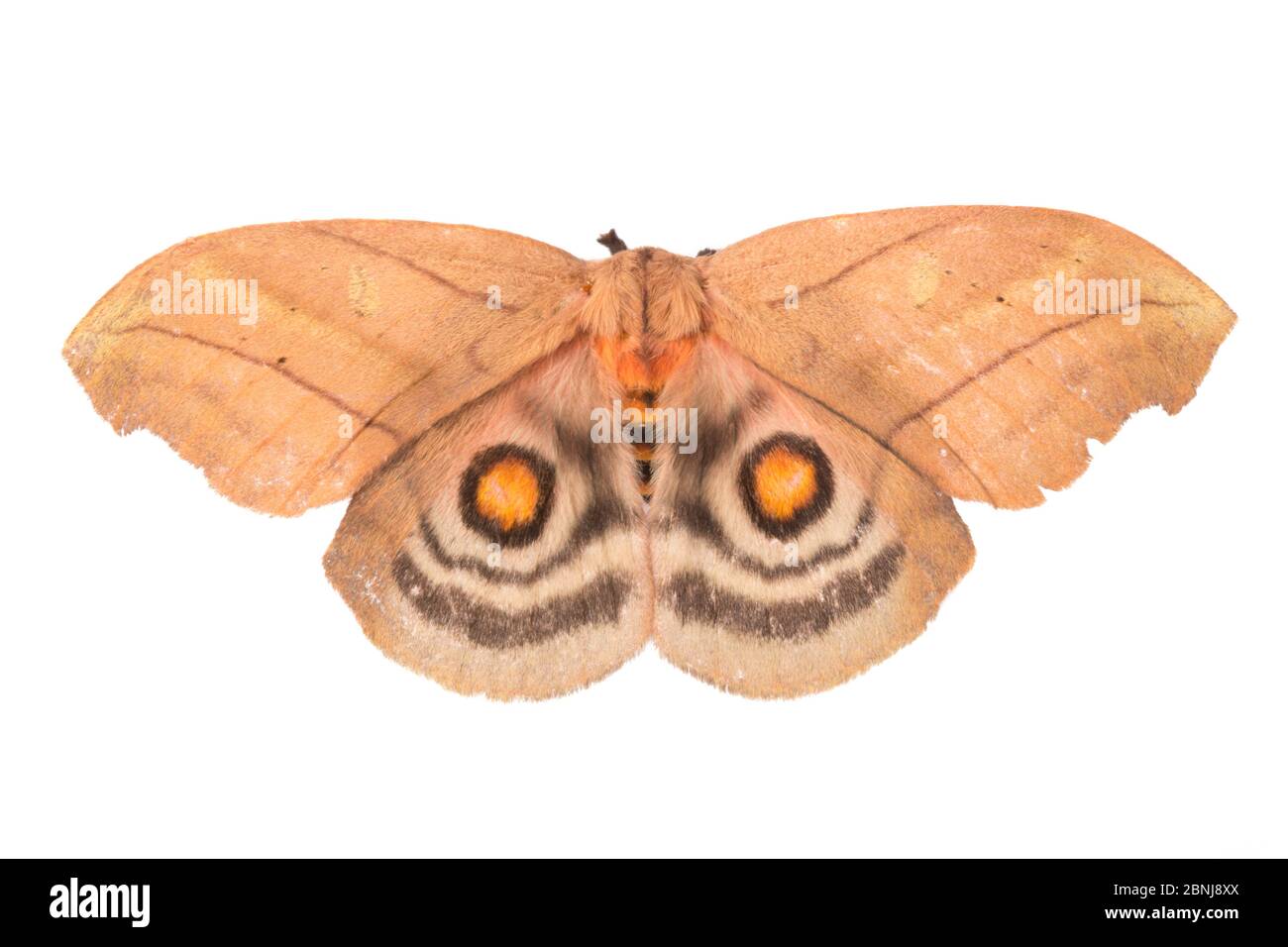 Saturniid moth (Saturniidae) sequence 2 of 2, with wings open to reveal ...