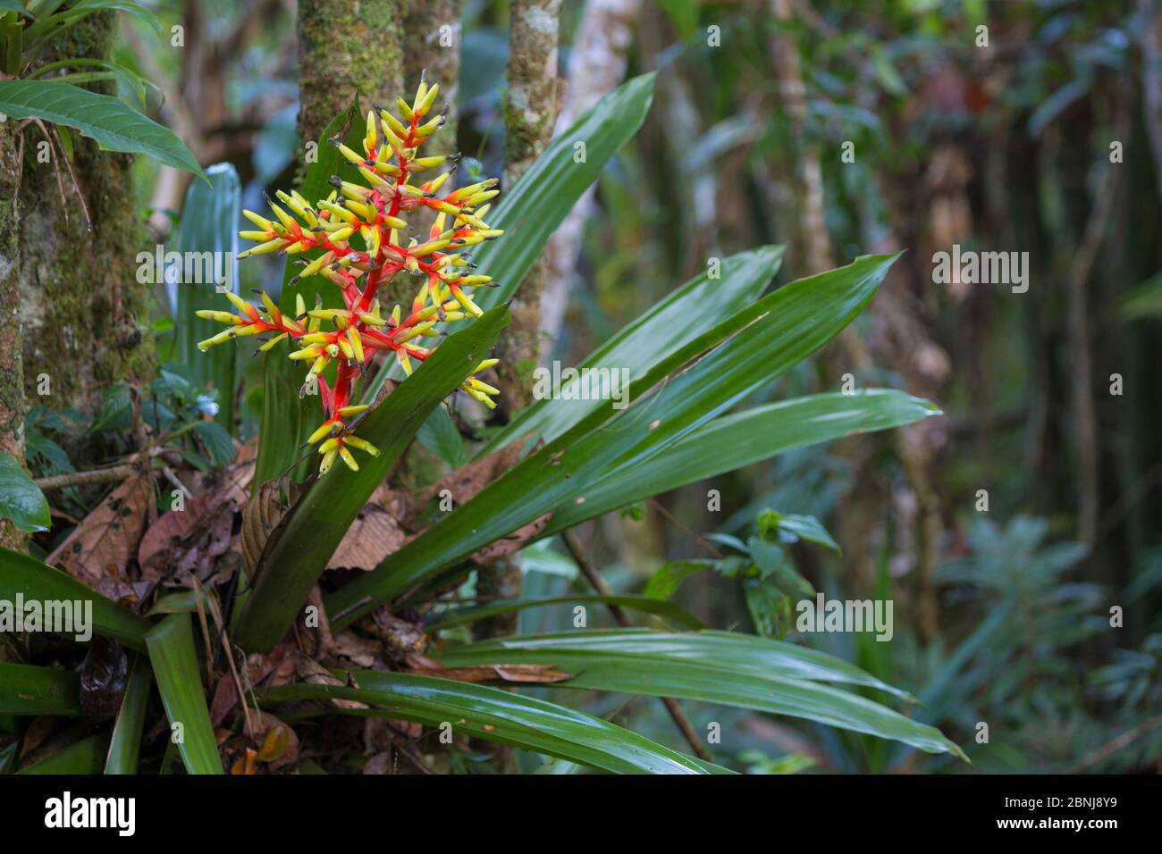 Bromeliad (Guzmania scherzeriana) growing in a rainforest tree, Cordillera de Talamanca mountain range, Caribbean Slopes, Costa Rica Stock Photo