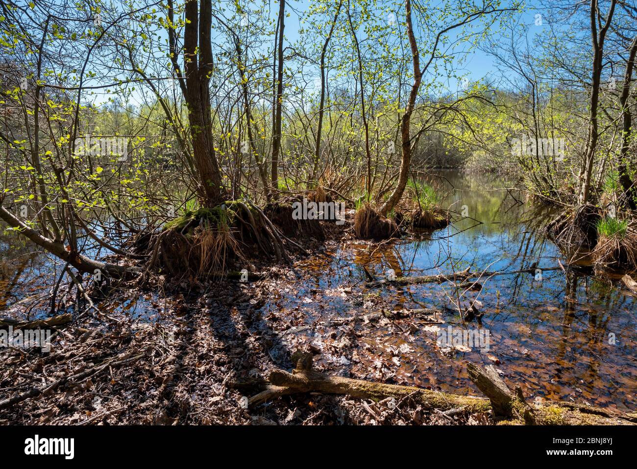 Pine forest submerged by water hi-res stock photography and images - Alamy